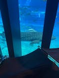 沖縄美ら海水族館に投稿された画像（2023/10/29）