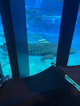 沖縄美ら海水族館に投稿された画像（2023/10/29）