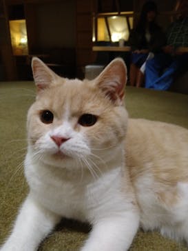 猫カフェモカ　新宿店に投稿された画像（2023/10/29）