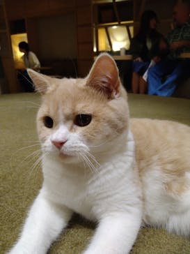 猫カフェモカ　新宿店に投稿された画像（2023/10/29）
