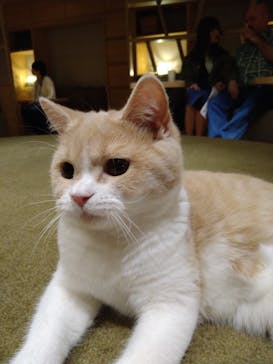 猫カフェモカ　新宿店に投稿された画像（2023/10/29）