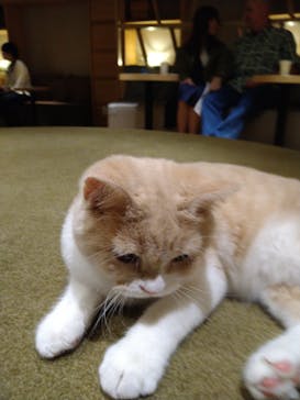 猫カフェモカ　新宿店に投稿された画像（2023/10/29）