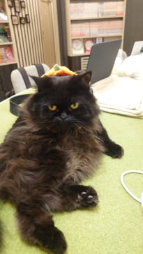 猫カフェモカ　アルシェ大宮店に投稿された画像（2023/10/29）