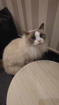 猫カフェモカ　アルシェ大宮店に投稿された画像（2023/10/29）