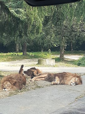 群馬サファリパークに投稿された画像（2023/10/29）