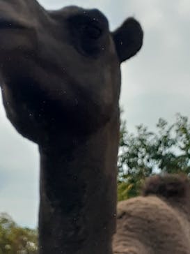 群馬サファリパークに投稿された画像（2023/10/29）