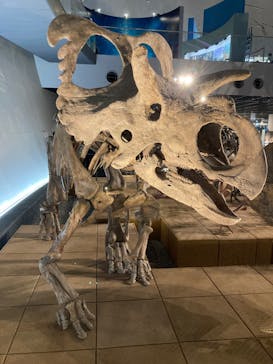 福井県立恐竜博物館に投稿された画像（2023/10/29）