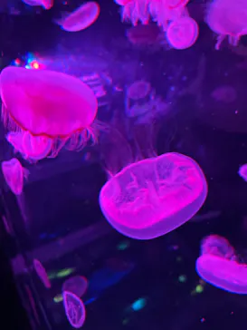 マクセル アクアパーク品川に投稿された画像（2023/10/29）