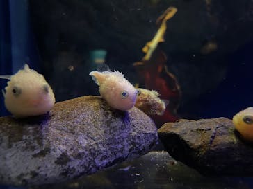 新江ノ島水族館に投稿された画像（2023/10/29）