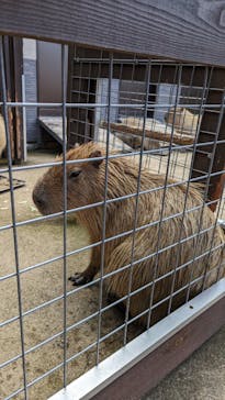 淡路ファームパーク イングランドの丘に投稿された画像（2023/10/29）