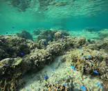 武藤潜水に投稿された画像（2023/10/29）