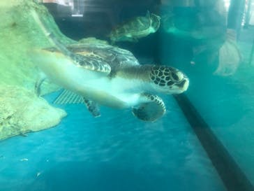 大分マリーンパレス水族館 「うみたまご」に投稿された画像（2023/10/29）