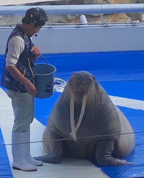 大分マリーンパレス水族館 「うみたまご」に投稿された画像（2023/10/29）