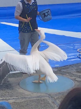 大分マリーンパレス水族館 「うみたまご」に投稿された画像（2023/10/29）