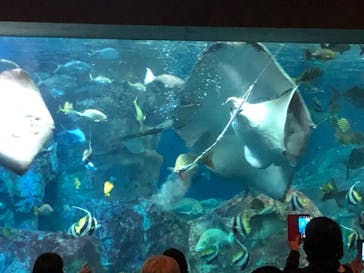 大分マリーンパレス水族館 「うみたまご」に投稿された画像（2023/10/29）
