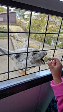 那須サファリパークに投稿された画像（2023/10/29）