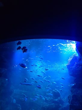 京都水族館に投稿された画像（2023/10/29）