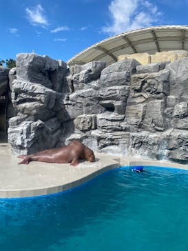 鴨川シーワールドに投稿された画像（2023/10/29）