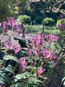 三溪園に投稿された画像（2023/10/29）