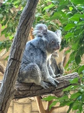 名古屋市東山動植物園に投稿された画像（2023/10/29）
