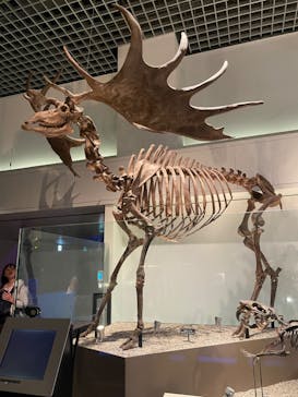 国立科学博物館に投稿された画像（2023/10/29）