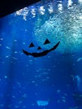 アクアワールド茨城県大洗水族館に投稿された画像（2023/10/29）