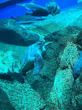 アクアワールド茨城県大洗水族館に投稿された画像（2023/10/29）
