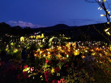 いばらきフラワーパークに投稿された画像（2023/10/29）