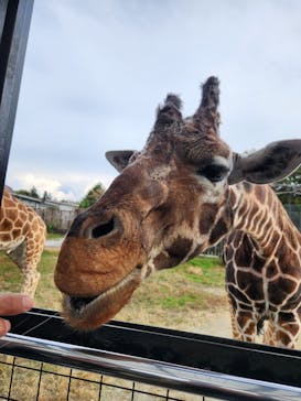 那須サファリパークに投稿された画像（2023/10/29）