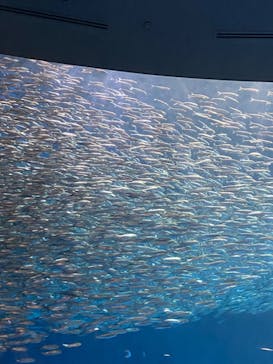 名古屋港水族館に投稿された画像（2023/10/29）