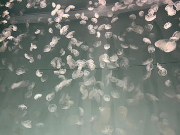 アクアワールド茨城県大洗水族館に投稿された画像（2023/10/29）