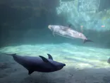 名古屋港水族館に投稿された画像（2023/10/29）