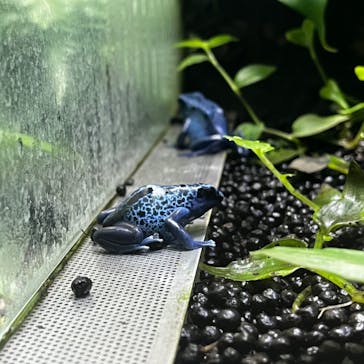 カワスイ 川崎⽔族館に投稿された画像（2023/10/29）