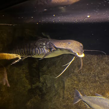 カワスイ 川崎⽔族館に投稿された画像（2023/10/29）