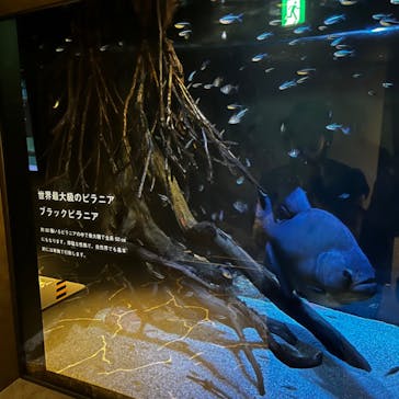 カワスイ 川崎⽔族館に投稿された画像（2023/10/29）