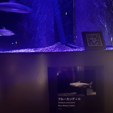 カワスイ 川崎⽔族館に投稿された画像（2023/10/29）