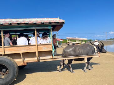 西表島 ADVENTURE PiPi（アドベンチャーピピ）に投稿された画像（2023/10/29）