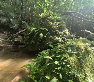 西表島 ADVENTURE PiPi（アドベンチャーピピ）に投稿された画像（2023/10/29）