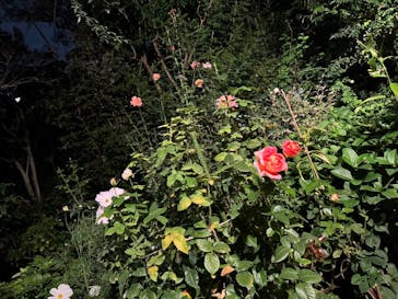 横浜イングリッシュガーデンに投稿された画像（2023/10/29）