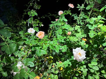 横浜イングリッシュガーデンに投稿された画像（2023/10/29）