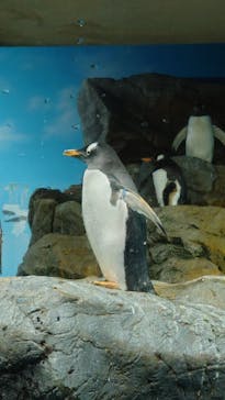 鴨川シーワールドに投稿された画像（2023/10/29）