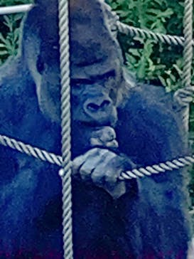 名古屋市東山動植物園に投稿された画像（2023/10/29）