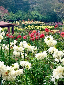 いばらきフラワーパークに投稿された画像（2023/10/29）