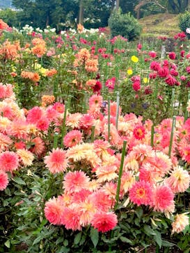 いばらきフラワーパークに投稿された画像（2023/10/29）