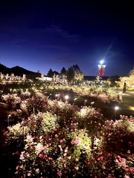 いばらきフラワーパークに投稿された画像（2023/10/29）