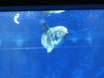アクアワールド茨城県大洗水族館に投稿された画像（2023/10/29）