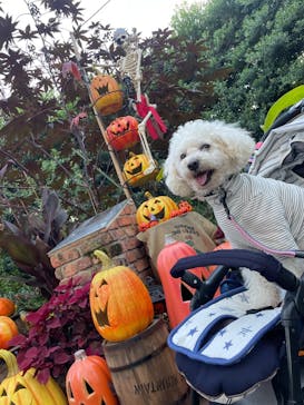 横浜イングリッシュガーデンに投稿された画像（2023/10/30）