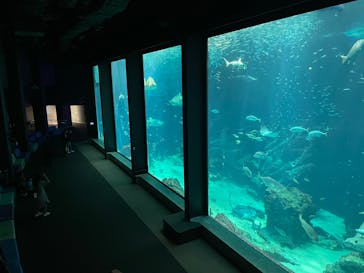 マリンワールド海の中道に投稿された画像（2023/10/30）