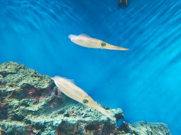 サンシャイン水族館に投稿された画像（2023/10/30）