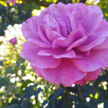 横浜イングリッシュガーデンに投稿された画像（2023/10/30）